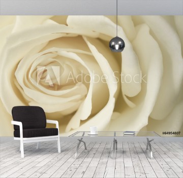 Picture of Close up image of cream rose